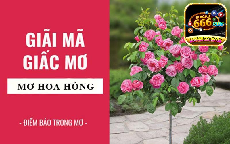 Khám phá ý nghĩa giấc mơ thấy hoa hồng - Giải mã và các con số may mắn