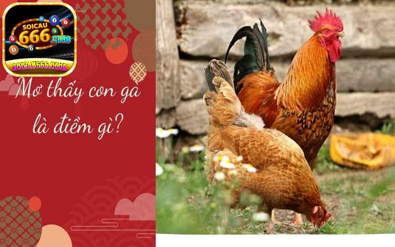 Nằm mơ thấy con gà là điềm báo gì? Lựa chọn con số nào đánh ăn tiền?