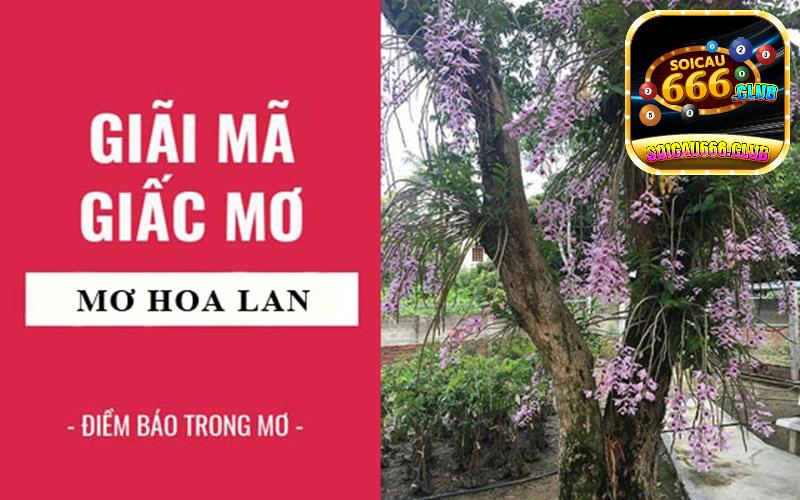 Ý nghĩa giấc mơ thấy hoa phong lan từ Soicau 666