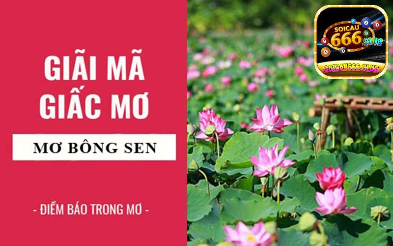 Nằm mơ thấy hoa sen có điềm tốt hay không?